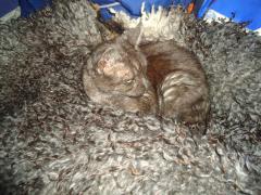 <img240*0:stuff/aj/1/LiloSheepFur.jpg>
