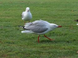 <img250*0:stuff/aj/11111/Aggressive%20Seagull.jpg>