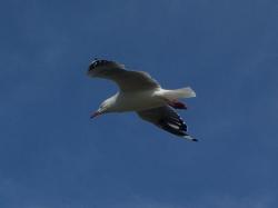 <img250*0:stuff/aj/11111/Flying%20Seagull.jpg>