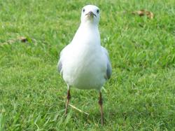 <img250*0:stuff/aj/11111/Seagull%20Front%20View.jpg>