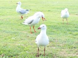 <img250*0:stuff/aj/11111/Seagull_Group.jpg>