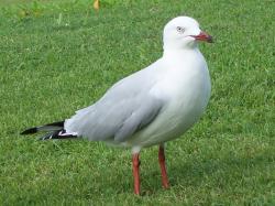 <img250*0:stuff/aj/11111/Seagull_Standing.jpg>