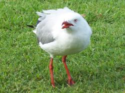 <img250*0:stuff/aj/11111/Seagull_Timid.jpg>