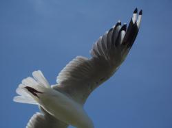 <img250*0:stuff/aj/11111/Seagull_Wing.jpg>