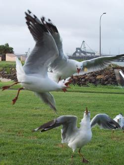 <img250*0:stuff/aj/11111/Seagulls_In_Action.jpg>