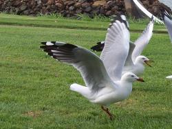 <img250*0:stuff/aj/11111/Seagulls_In_Action2.jpg>