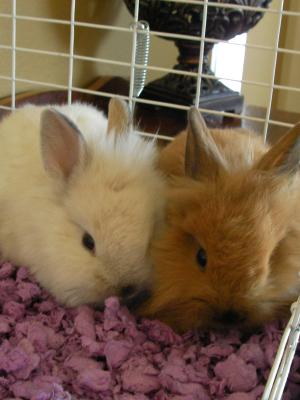 <img300*0:stuff/aj/125849/1248647257.jpg>
