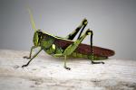 <img0*100:stuff/aj/135253/FoNBug2.jpg>