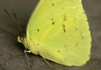 <img0*100:stuff/aj/135253/FoNbug1.jpg>