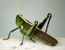 <img0*100:stuff/aj/135253/FoNbug3.jpg>