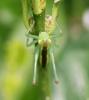 <img0*100:stuff/aj/135253/FoNbug4.jpg>