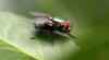 <img100*0:stuff/aj/135253/FoNbug5.jpg>