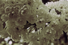 <img0*150:stuff/aj/137699/chimes36591.png>