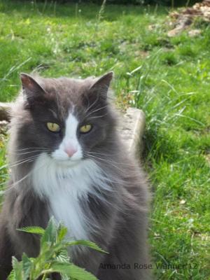 <img300*0:stuff/aj/166925/princethecatmukkitadiamandarose.jpg>