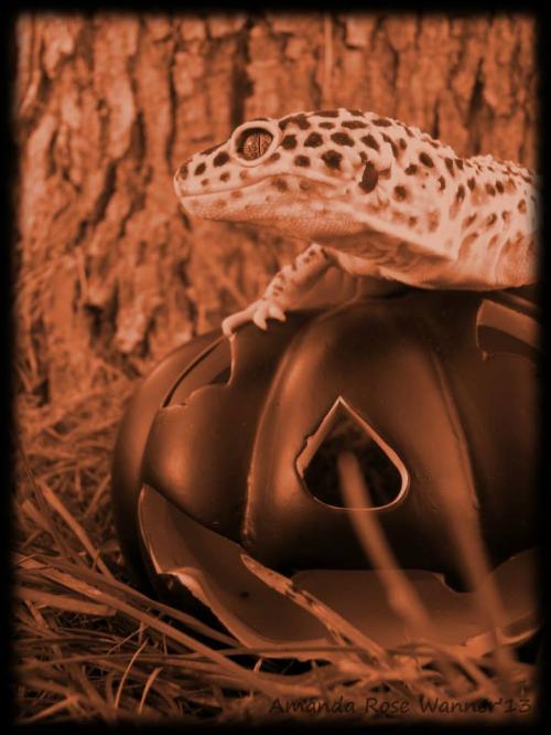 <img500*0:stuff/aj/166925/xerxeshalloween.jpg>