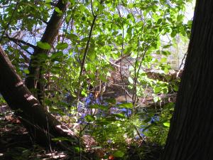 <img300*0:stuff/aj/169023/1248131837.jpg>