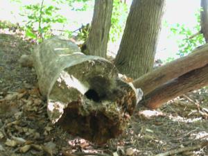 <img300*0:stuff/aj/169023/1248131873.jpg>