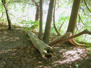 <img300*0:stuff/aj/169023/1248131908.jpg>