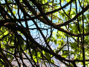<img300*0:stuff/aj/169023/1248131974.jpg>