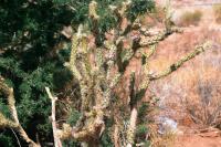 <img200*0:stuff/aj/169023/1251754821.jpg>