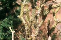 <img200*0:stuff/aj/169023/1251754877.jpg>