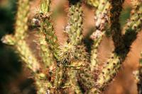 <img200*0:stuff/aj/169023/1251754904.jpg>