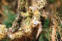 <img200*0:stuff/aj/169023/1251755352.jpg>