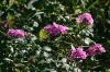 <img100*0:stuff/aj/169023/1252015029.jpg>