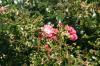 <img100*0:stuff/aj/169023/1252015305.jpg>