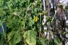 <img100*0:stuff/aj/169023/1252015672.jpg>