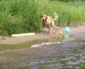 Golden Retriever Stock