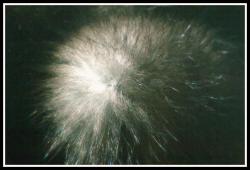 <img250*0:stuff/aj/169023/1253986581.jpg>