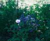 <img100*0:stuff/aj/169023/1253986874.jpg>