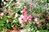 <img100*0:stuff/aj/169023/1253986979.jpg>