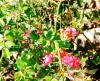 <img100*0:stuff/aj/169023/1253987219.jpg>