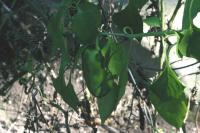 <img200*0:stuff/aj/169023/1253987758.jpg>