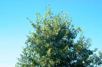 <img200*0:stuff/aj/169023/1253988418.jpg>