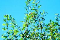 <img200*0:stuff/aj/169023/1253988533.jpg>