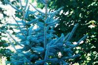 <img200*0:stuff/aj/169023/1253988717.jpg>
