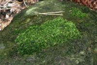 <img200*0:stuff/aj/169023/1254153388.jpg>