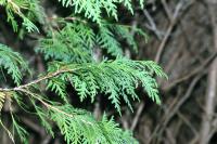 <img200*0:stuff/aj/169023/1254154070.jpg>