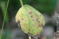 <img200*0:stuff/aj/169023/1254154802.jpg>