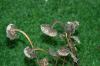<img100*0:stuff/aj/169023/1254156339.jpg>
