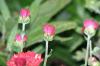 <img100*0:stuff/aj/169023/1254156442.jpg>