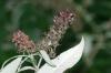 <img100*0:stuff/aj/169023/1254157560.jpg>
