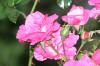 <img100*0:stuff/aj/169023/1254157608.jpg>