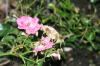 <img100*0:stuff/aj/169023/1254157752.jpg>