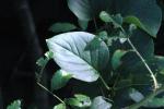 mostly leaves