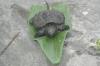 <img100*0:stuff/aj/169023/1254753277.jpg>