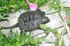 <img100*0:stuff/aj/169023/1254753654.jpg>